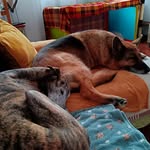 Rosa, Dana, Noah y Mut 💞  animals love "my KAHU" - @rosmor23 - Instagram