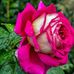 Diana Spirescu - Facebook