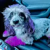 Sashi_Poshi - @dana.strachan0 - TikTok