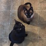 Dana  Ezell And Jacky Thrasher - @thrasher_cats - Instagram