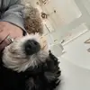 Dana Trantham✨ - @dana.trantham - TikTok