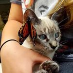 Dana Travis - @nala_and_the_beauty_ - Instagram