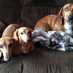 Dana Wade Wheatley - @wadewheatley - Instagram