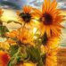 Dana Waldman - Facebook