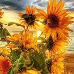 Dana Waldman - @dana.waldman.77 - Instagram