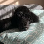 Dana Webb - @danawebbster - Instagram