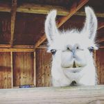 Dana Whitehead - @lodgingandllamas - Instagram