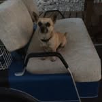 Dana Worth - @dana_loves_her_doge - Instagram