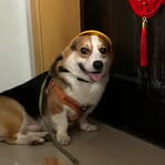 Dandan Guo Corgi - @dandanziguo - Instagram