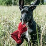 George Benson - @benson.the.dane - Instagram