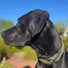 Bentley-The GreatDane - @bentley_thegreatdane - TikTok