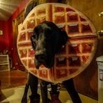 Bruce - @bruce.the.dane - Instagram