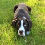 Bruce - @bruce_the_dane_mix - Instagram