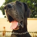 Bruce - @brucegreatdane - Instagram