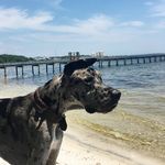 Bruce - @brucethedane - Instagram