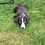 Bruce - @brucethegreatdanemix - Instagram