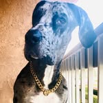 Bruce Dane - @bruce_dane_ - Instagram