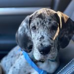 Bruce Dexter Shelland - @thegreatdanebruce - Instagram