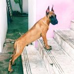 Bruce_Lee_The_Great_Dane - @bruce_lee_the_great_dane - Instagram