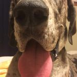Bruce The Dane - @brucethadane - Instagram