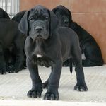Bruce The Great Dane - @bruce_the_great_dane - Instagram