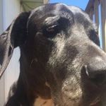 Bruce The Great Dane - @bruce.thegreatdane - Instagram