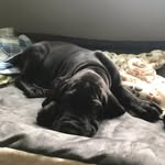 Bruce.the.dane - @bruce.the.great.dane - Instagram