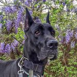 Great Dane - @bruce_thegreatdane - Instagram
