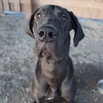 Bundy - @service_dane_bundy - Instagram