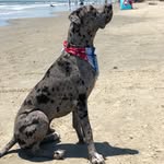 Winston Churchill - @sir.winston.churchill.the.dane - Instagram