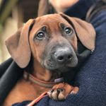 Dane Clark - @a_ridgeback_called_odi - Instagram
