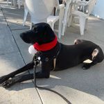 Colby Bell - @colby_bell_great_dane - Instagram