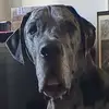 ButtersBackyard - @corneliusthegreatdane - TikTok