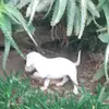 Danè Cornelius - @spot_pup1 - TikTok
