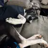 Just a couple of Danes - @craftydane - TikTok