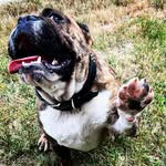 Dane Craig - @handsomekingeddie - Instagram