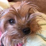 Danecrowder - @dogs_233456 - Instagram