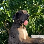 Dalton - @great.dane_dalton - Instagram
