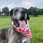 Dillon | Great Dane - @dillonthedane - Instagram