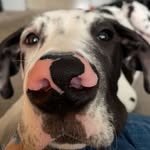 Dolph - @dolphthedane - Instagram
