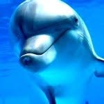 @dolphindane - Instagram