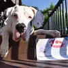 Donovan The Great - @donovan_thegreatdane - TikTok