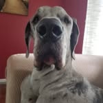 Donovan the Great Dane - @donovanthegreatdane - Instagram