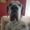 Rachel Decker - @donovanthegreatdane - TikTok