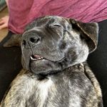 Duke the Dane - @dookiedane - Instagram
