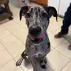 Marmaduke 🐾 - @dookiethedane - TikTok