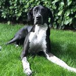 Douglas Dane - @douglasthedane - Instagram