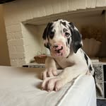 Dudley 🐾 - @dudley_the_dane - Instagram