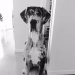 Dudley The Dane - @dudleythedane - Instagram