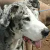dudleydadane - @dudleydadane - TikTok